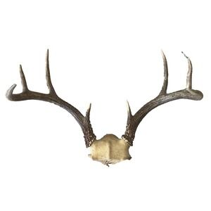 Vintage Deer Antler Scull Cap Mount 8 Point Cabin Decor Taxidermy